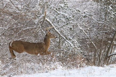 Cwd Detected Nearby Kentucky Activates Cwd Response Plan Rocky