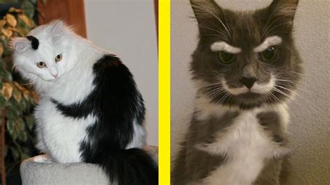 Cats With The Most Beautiful And Crazy Fur Markings Ever Seen Youtube