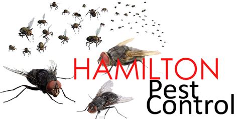 Hamilton Pest Control Services Free Consultations Available Today