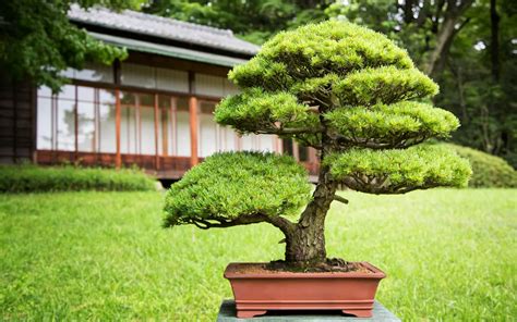 7 Oldest Bonsai Trees In The World Bonsai Primer