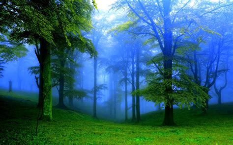 Misty Green Forest Hd Wallpaper Background Image 1920x1200