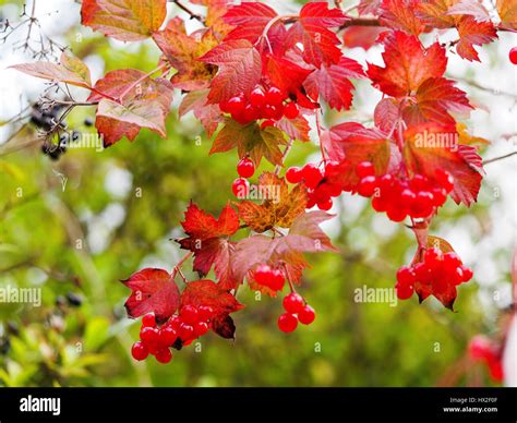 Guelder Rose Shrub In Bright Red Autumn Colour Vivid Red Berries And