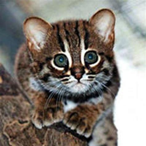 Worlds Smallest Wild Cats Rusty Spotted Cats Make Appearance In Berlin Love Meow
