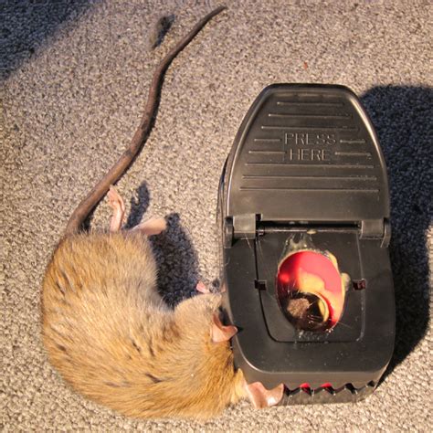 Best Bait For Rat Trap In Attic Massive E Journal Photography