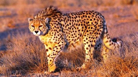 Asiatic Cheetah In Protected Areas In The Eastern Central Arid Region
