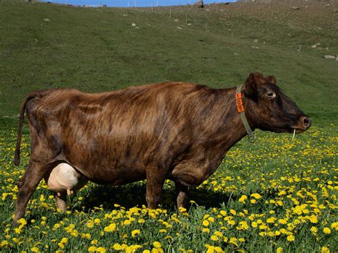 Almost blind in his final years, he died of fever in 1616 in his sixties and was interred beside o'donnell. Icelandic cow | This color is Brindle. Icelandic cow came ...