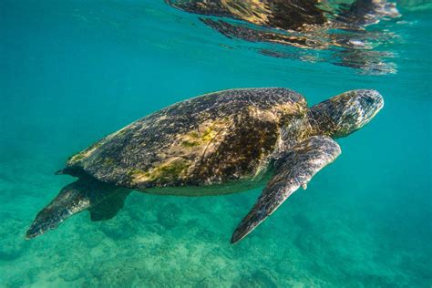 Pacific Green Sea Turtle Chelonia Mydas Agassizi Latitudes