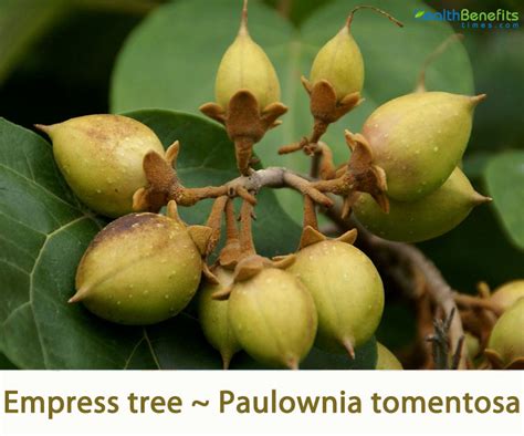 Empress Tree Facts And Health Benefits