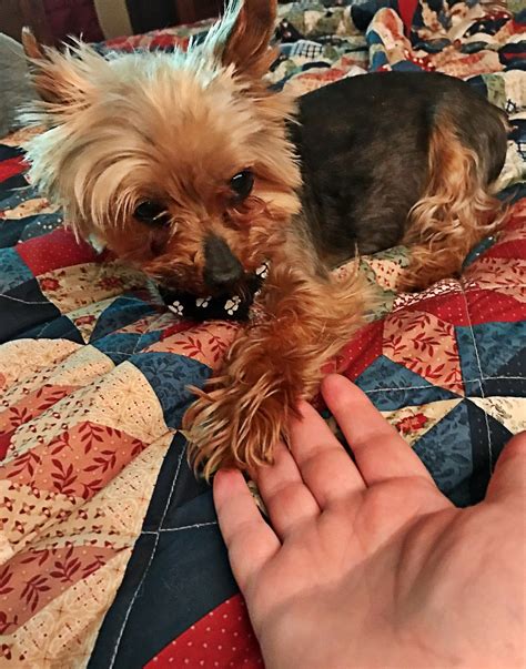 Senior Yorkie Rescue