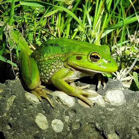 Growling Grass Frog Ranas Animales