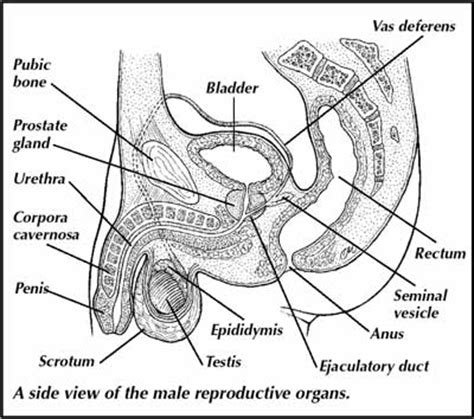 Interact with every structure in 3d to simulate a dissection lab experience. Reproductive System - Male. Causes, symptoms, treatment ...