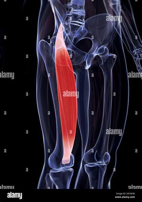 Rectus Femoris Muscle Hi Res Stock Photography And Images Alamy
