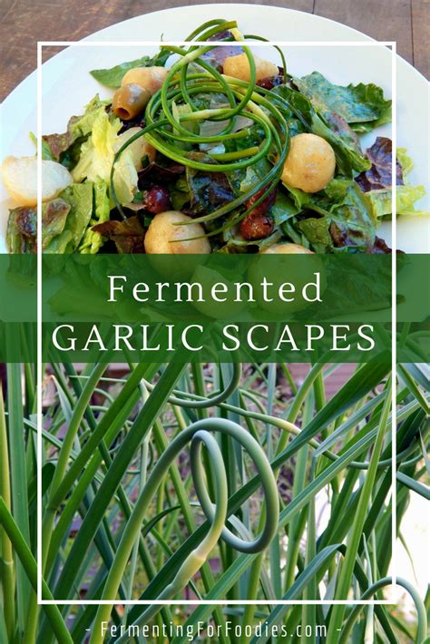 Fermented Garlic Scapes Pickles Fermenting For Foodies