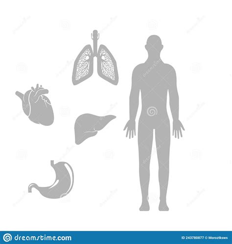 Image Of The Human Body And Its Organs Vector Illustration Stock