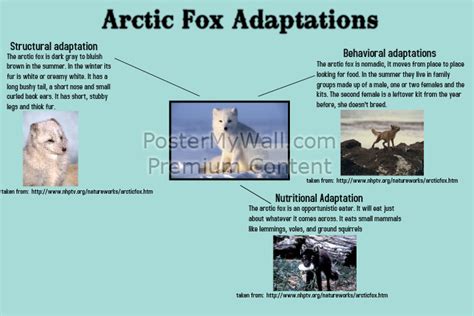 Copy Of Arctic Fox Adaptations Postermywall