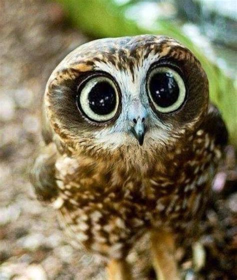 Baby Owl With Large Cute Eyes Raww