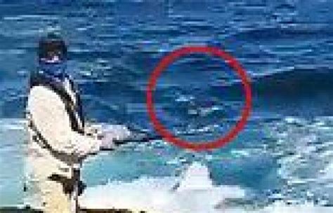 Shark Attack At Little Bay Trolls Attack Stunned Sydney Fishermen Who