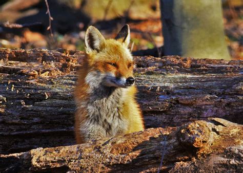Njdep Fish And Wildlife Fox In New Jersey