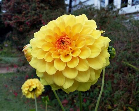 Dahlia Golden Sceptre Tubers Buy Online At Farmer Gracy Uk