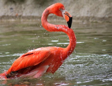 American Flamingo - Potawatomi Zoo