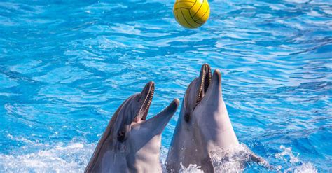 Boudewijn Seapark Sensibiliseert Tijdens Dolfijnenshow