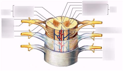Spinal Cord In Cross Section Anterior View Diagram Quizlet