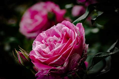 Free Stock Photo Of Beautiful Flowers Pink Flowers Rose