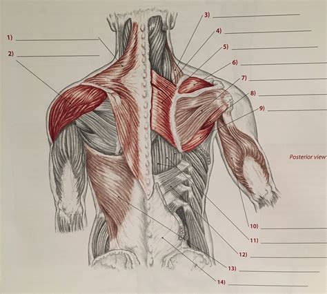 Posterior Shoulderarm Muscles Diagram Quizlet