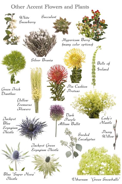 Flower Names By Color Flowers Flower Names Plants