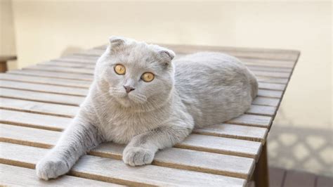 20 Fun Facts You Didnt Know About Scottish Fold Cats