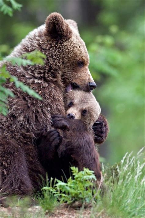 Mama Bear Protecting Cubs Quotes Quotesgram