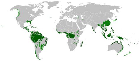 As i already mentioned, the tropical rainforests are located between the tropic of cancer and the tropic of. HKDSE Geography/M6/Tropical Rainforests - Wikibooks, open ...