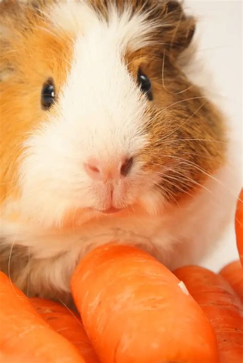 How To Tell If Your Guinea Pig Likes You In 3 Easy Ways Petcosset
