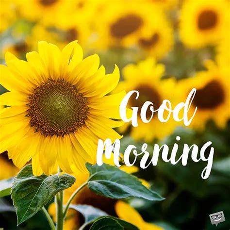 60 Good Morning Images With Pretty Flowers Updated 2019 Part 2