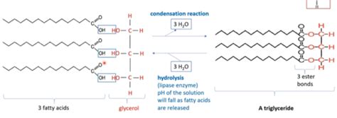 I The Synthesis And Breakdown Of Triglycerides By The Formation