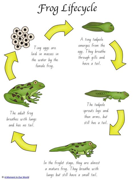 Life Cycle Of A Frog Activity