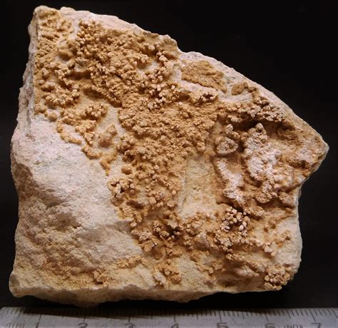 Roche fossile du Bajocien ou Bathonien de Sigy Le Châtel demande d identification