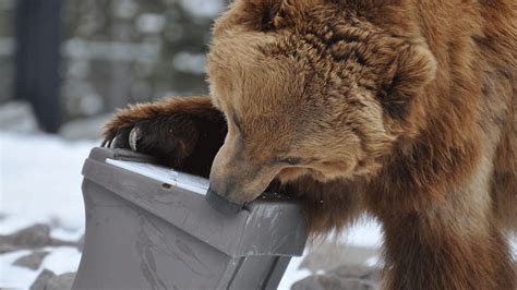 Bear Safety Part 2 Bear Proofing Your Home Grizzly Bear Conservation