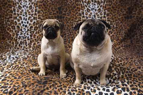 Choose from 14000+ fat dog graphic resources and download in the form of png, eps, ai or psd. What to Do About Fat Puppies