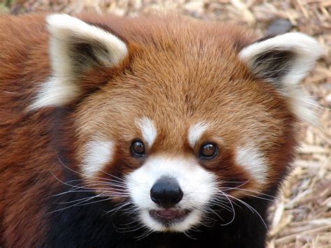 Ailurus Fulgens Refulgens Red Panda Zoochat