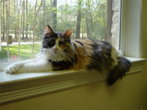 Calico Norwegian Forest Cat Beautiful Awesome Animals