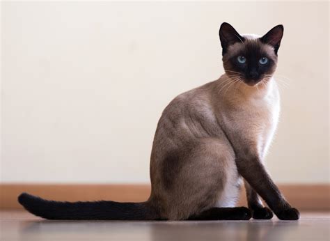 While 13 to 17 years is the average life expectancy for an indoor cat, some live much shorter lives while others live well into their 20s. How Long Do Siamese Cats Live? | Avoderm Natural