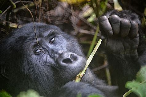 60 Of Primate Species Now Threatened With Extinction