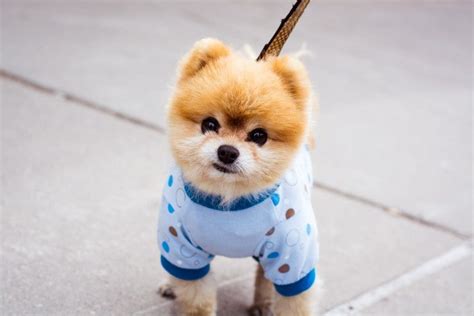 Cute Dogs Wallpapers ·① Wallpapertag