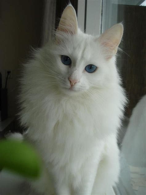 Beautiful White Turkish Angora Cat Mascotas Turkish Angora Cat
