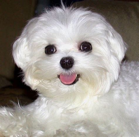 Maltese Dog Breed Historypictureshealthcare And Other