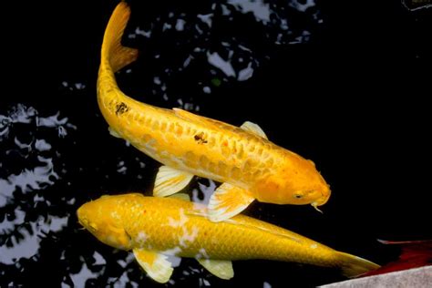 Yamabuki Ogon Koi Fish Golden Colored Metallic Koi