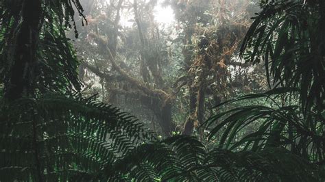 Download Wallpaper 2048x1152 Jungle Forest Fog Trees Bushes