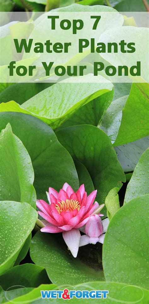 Ask Wet And Forget Water Plants How To Add Flora To Your Pond Ask Wet