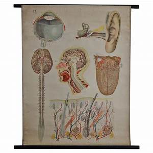 Antique Anatomical Chart Architecture Of The Human Anatomy By E